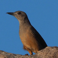 Sandstone Shrikethrush